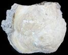 Golden Crystal Filled Fossil Clam - Rucks Pit #48314-1